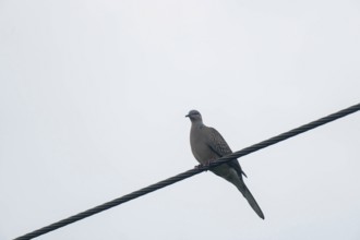 Dove (Spilopelia chinensis) Bird sits quietly on an electric wire with an overcast sky