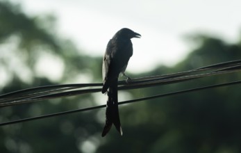 Silhouette of a Black Drongo (Dicrurus macrocercus) perched on electric wires against a bright,