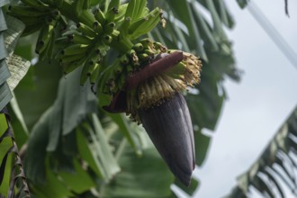 A banana plant with a cluster of bananas and a purple flower in a natural setting-Dhaka, Bangladesh