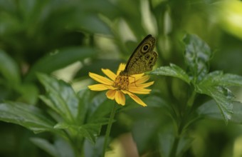 Butterfly resting on a vibrant yellow flower amidst green foliage-Dhaka, Bangladesh