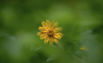 Yellow Bellis perennis flower in focus against a blurred green background-Dhaka, Bangladesh