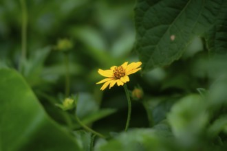 Bright yellow Bellis perennis flower blooming amidst lush green leaves-Dhaka, Bangladesh