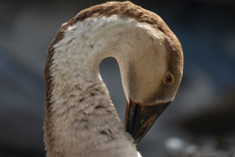 Close-up of Chinese goose's head showing detailed feathers and beak-Dhaka, Bangladesh