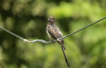 Cuckoo (Cuculidae family) Bird perched on a coiled electric wire against a green backdrop-Dhaka,