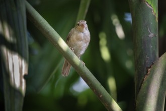 Sparrow (Passer montanus) perched on a branch in a lush green setting with dappled light-Dhaka,
