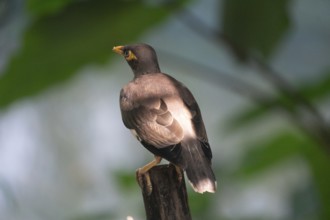 Myna (Acridotheres tristis) perched on a branch with sunlit feathers in a green background-Dhaka,
