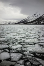 Norway tromsö ice floes ice winter cold mountains