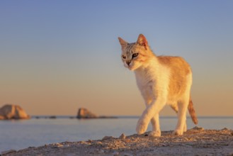 Cat at beach at dawn, Milos, Greece