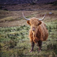 Scottish Highland cattle, Scotland, United Kingdom