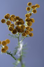 Autumn plants against a grey background