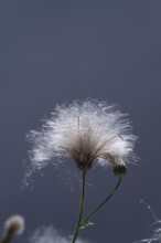 Thistle in front of a grey background