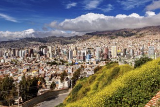 City scene with yellow flowers in the foreground and La Paz in the background under a cloudy sky,