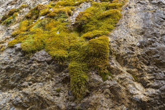 Dripping moss in a rock face, Vomperberg, Tyrol, Austria