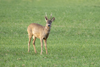 Roe deer (Capreolus capreolus), male, standing in a meadow, Burgenland, Austria