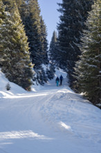Two tobogganists on the ascent, toboggan run, Tyrol, Austria