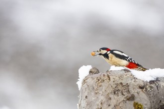 Great spotted woodpecker (Dendrocopus major) ml Germany