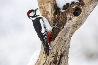 Great spotted woodpecker (Dendrocopus major) ml Germany