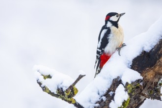 Great spotted woodpecker (Dendrocopus major) ml Germany