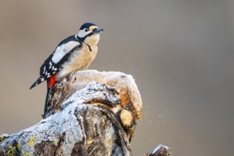 Great spotted woodpecker (Dendrocopus major) ml Germany