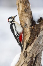 Great spotted woodpecker (Dendrocopus major) ml Germany