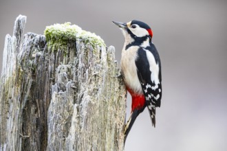 Great spotted woodpecker (Dendrocopus major) ml Germany