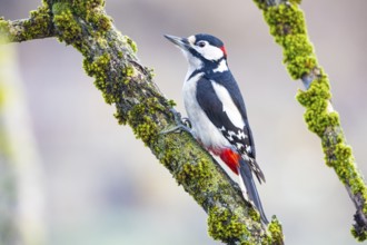 Great spotted woodpecker (Dendrocopus major) ml Germany