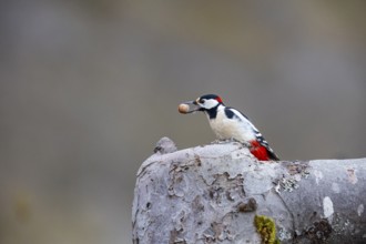 Great spotted woodpecker (Dendrocopus major) ml Germany
