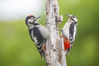 Great spotted woodpecker (Dendrocopus major) ml Old bird feeding young bird Germany