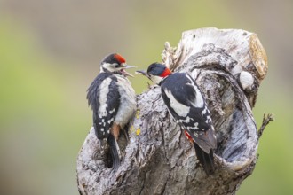 Great spotted woodpecker (Dendrocopus major) ml Old bird feeding young bird Germany