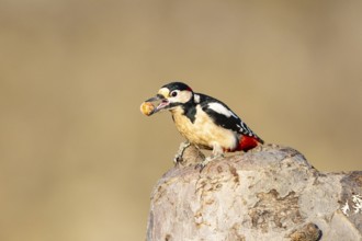 Great spotted woodpecker (Dendrocopus major) ml Germany