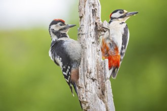 Great spotted woodpecker (Dendrocopus major) ml Old bird feeding young bird Germany