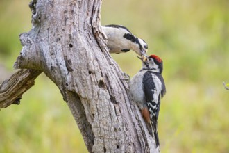 Great spotted woodpecker (Dendrocopus major) ml Old bird feeding young bird Germany