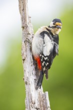 Great spotted woodpecker (Dendrocopus major) ml Germany