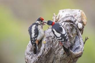 Great spotted woodpecker (Dendrocopus major) ml Old bird feeding young bird Germany