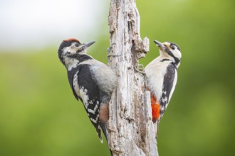 Great spotted woodpecker (Dendrocopus major) ml Old bird feeding young bird Germany