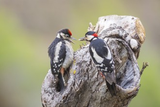 Great spotted woodpecker (Dendrocopus major) ml Old bird feeding young bird Germany