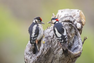 Great spotted woodpecker (Dendrocopus major) ml Old bird feeding young bird Germany