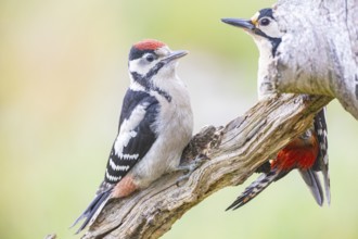 Great spotted woodpecker (Dendrocopus major) ml Old bird feeding young bird Germany