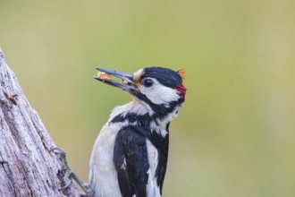 Great spotted woodpecker (Dendrocopus major) ml Germany