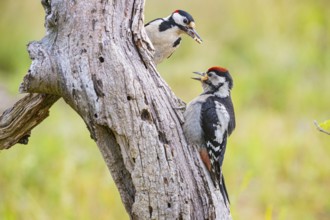 Great spotted woodpecker (Dendrocopus major) ml Old bird feeding young bird Germany