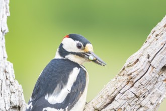 Great spotted woodpecker (Dendrocopus major) ml Germany