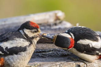 Great spotted woodpecker (Dendrocopus major) ml Old bird feeding young bird Germany