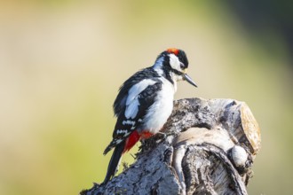 Great spotted woodpecker (Dendrocopus major) ml Germany