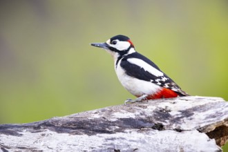 Great spotted woodpecker (Dendrocopus major) ml Germany