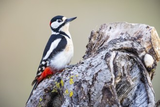 Great spotted woodpecker (Dendrocopus major) ml Germany