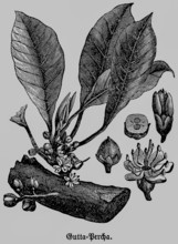 Gutta-percha or gutta, a rubbery substance, milk-like sap, similar to rubber, gutta-percha tree