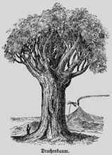 Dragon tree (Dracaena), distribution in tropics and subtropics, man as size comparison, smoking