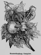 Cotton plant (Gossypium) with leaves and cotton boll, cultivated plant of the tropics and