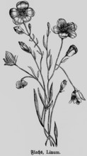 Flax or linen (Linum) plant with flower and stem, natural fibre, production of taxtiles and yarns,