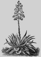 Magney agave (Agave mexicana) plant with leaves and inflorescence, production of agave juice,